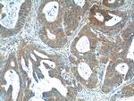Calcipressin 1 Antibody in Immunohistochemistry (Paraffin) (IHC (P))