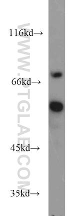 POLM Antibody in Western Blot (WB)