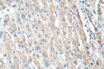 COQ9 Antibody in Immunohistochemistry (Paraffin) (IHC (P))