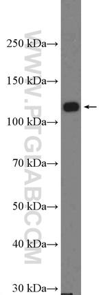 DAAM1 Antibody in Western Blot (WB)