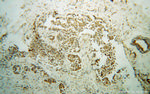 DHODH Antibody in Immunohistochemistry (Paraffin) (IHC (P))