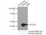 DHODH Antibody in Immunoprecipitation (IP)