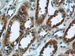 VIPR1 Antibody in Immunohistochemistry (Paraffin) (IHC (P))