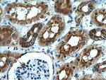 VIPR1 Antibody in Immunohistochemistry (Paraffin) (IHC (P))