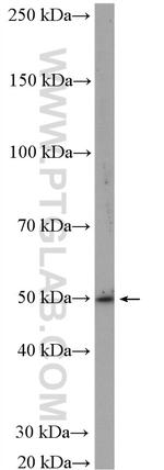 VIPR1 Antibody in Western Blot (WB)