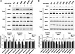 beta Actin Loading Control Antibody in Western Blot (WB)