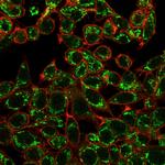 CTBP2 (C-terminal binding protein 2) Monoclonal Antibody (PCRP-CTBP2-1A9)