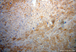 NARS Antibody in Immunohistochemistry (Paraffin) (IHC (P))