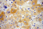 NARS Antibody in Immunohistochemistry (Paraffin) (IHC (P))