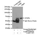 NARS Antibody in Immunoprecipitation (IP)