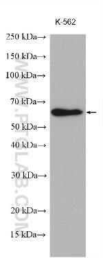 NARS Antibody in Western Blot (WB)