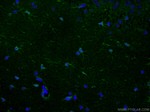Aldolase C Antibody in Immunohistochemistry (PFA fixed) (IHC (PFA))