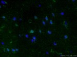 Aldolase C Antibody in Immunohistochemistry (PFA fixed) (IHC (PFA))
