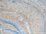 Aldolase C Antibody in Immunohistochemistry (Paraffin) (IHC (P))