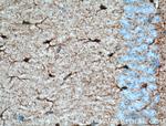 Aldolase C Antibody in Immunohistochemistry (Paraffin) (IHC (P))