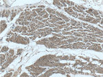 NGRN Antibody in Immunohistochemistry (Paraffin) (IHC (P))