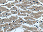 NGRN Antibody in Immunohistochemistry (Paraffin) (IHC (P))