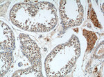 NGRN Antibody in Immunohistochemistry (Paraffin) (IHC (P))