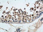 NGRN Antibody in Immunohistochemistry (Paraffin) (IHC (P))