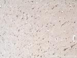 NGRN Antibody in Immunohistochemistry (Paraffin) (IHC (P))