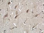 NGRN Antibody in Immunohistochemistry (Paraffin) (IHC (P))