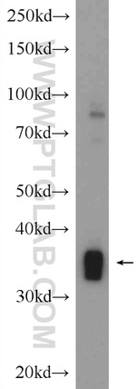 NGRN Antibody in Western Blot (WB)