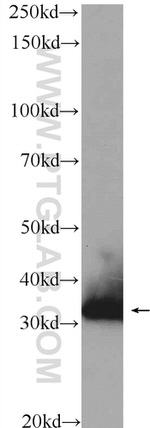 NGRN Antibody in Western Blot (WB)