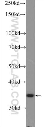 NGRN Antibody in Western Blot (WB)