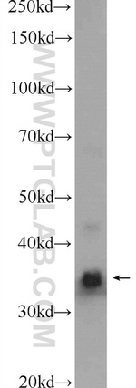 NGRN Antibody in Western Blot (WB)