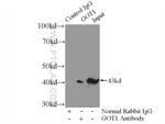 GOT1 Antibody in Immunoprecipitation (IP)