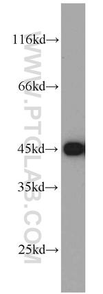 GOT1 Antibody in Western Blot (WB)