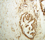 GRP75 Antibody in Immunohistochemistry (Paraffin) (IHC (P))
