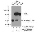 GRP75 Antibody in Immunoprecipitation (IP)