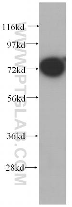 GRP75 Antibody in Western Blot (WB)
