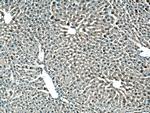 GSTZ1 Antibody in Immunohistochemistry (Paraffin) (IHC (P))