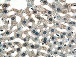 GSTZ1 Antibody in Immunohistochemistry (Paraffin) (IHC (P))