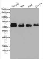 ABI2 Antibody in Western Blot (WB)