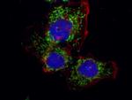 PCK2 Antibody in Immunocytochemistry (ICC/IF)