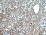 PCK2 Antibody in Immunohistochemistry (Paraffin) (IHC (P))