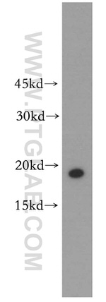 RPS10 Antibody in Western Blot (WB)