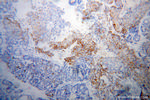 PECR Antibody in Immunohistochemistry (Paraffin) (IHC (P))