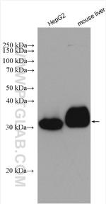 PECR Antibody in Western Blot (WB)