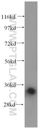 PECR Antibody in Western Blot (WB)