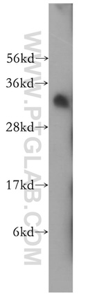 PECR Antibody in Western Blot (WB)