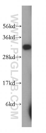 PECR Antibody in Western Blot (WB)