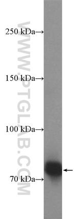 HKR1 Antibody in Western Blot (WB)