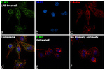 CD282 (TLR2) Monoclonal Antibody (6C2), eBioscience™