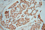 PSMC2 Antibody in Immunohistochemistry (Paraffin) (IHC (P))