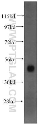 PSMC2 Antibody in Western Blot (WB)
