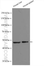 PSMC2 Antibody in Western Blot (WB)